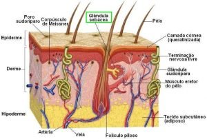 Tecido adiposo - Benefícios fisiológicos da massagem | Massagem São Paulo Guarulhos